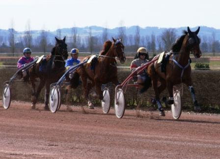 100 turf, special prono, les pronostics gratuits des courses hippiques